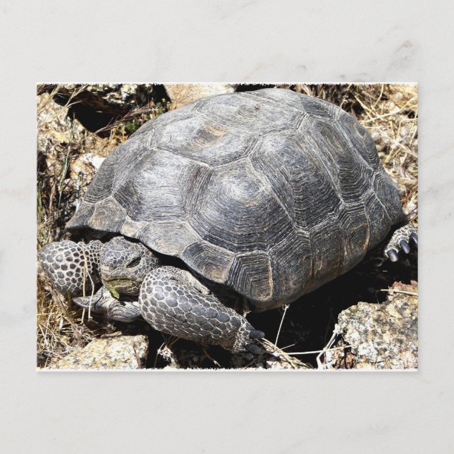Carte Postale Tortue du désert (Devant)
