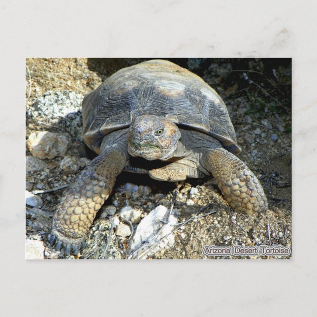 Carte Postale Tortue du désert de l'Arizona (Devant)
