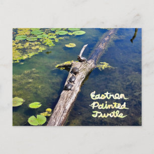 Carte Postale Tortue du Metropark Lake Erie Journal vertical ave