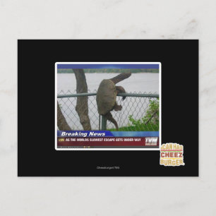 Carte Postale Tortue en voie de disparition