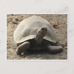 Carte Postale tortue galápagos