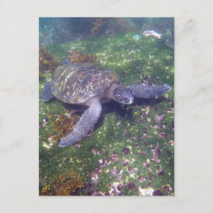 Carte Postale tortue galapagos vert