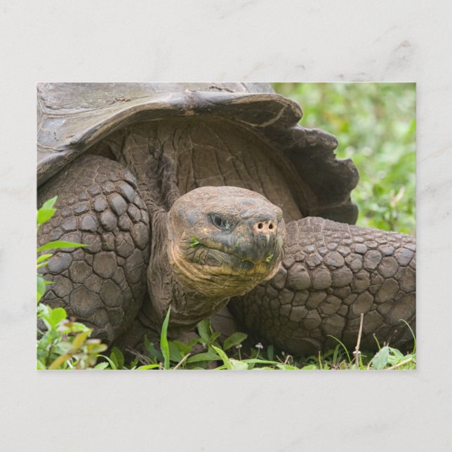 Carte Postale Tortue géante (Devant)