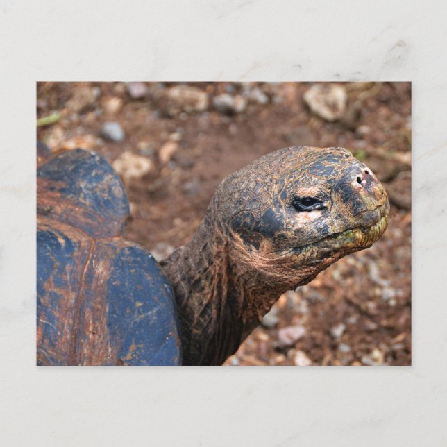 Carte Postale Tortue géante des Galapagos (Devant)