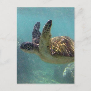Carte Postale Tortue Hawaii