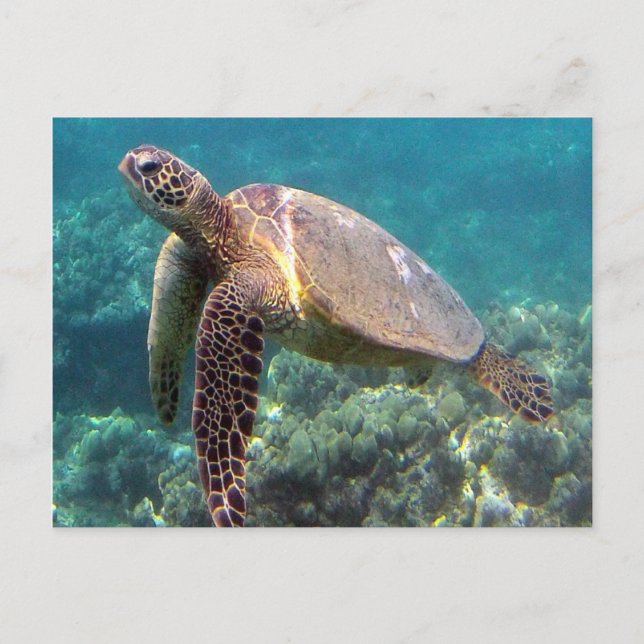 Carte Postale Tortue Hawaii de la baie de Hanauma (Devant)