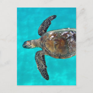 Carte Postale Tortue Hawaii Honu