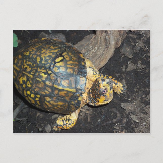 Carte Postale Tortue jaune (Devant)