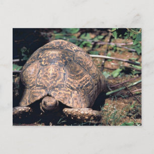 Carte Postale Tortue léopard