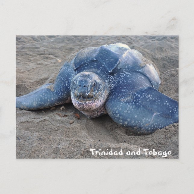 Carte Postale Tortue luth à Trinité-et-Tobago (Devant)