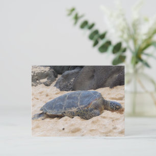 Carte Postale Tortue marine hawaïenne