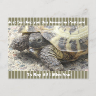 Carte Postale Tortue mignonne "Je te manque" dit Hi Post Card