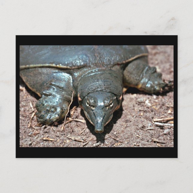 Carte Postale Tortue molle du Texas (Devant)
