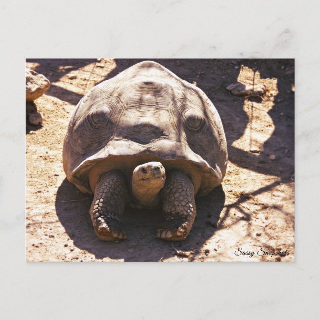 Carte Postale Tortue noire africaine (Devant)