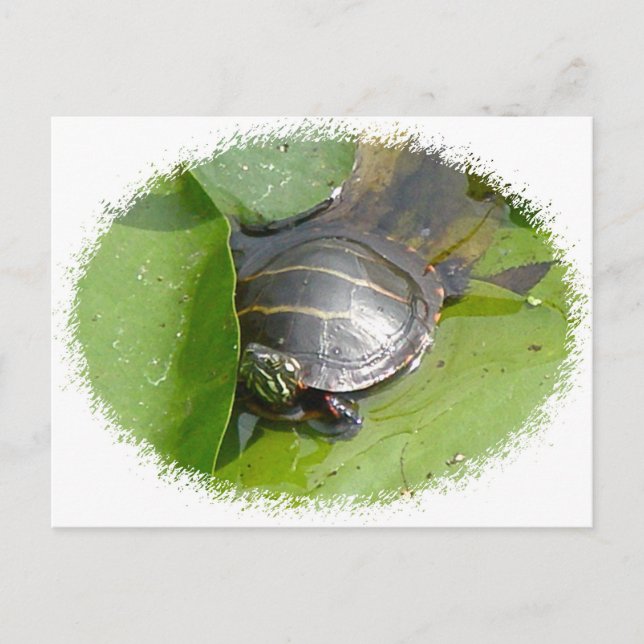 Carte Postale Tortue peinte bébé sur Lilypad objets (Devant)