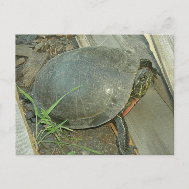 Carte Postale Tortue peinte (Chrysemys picta) (Devant)