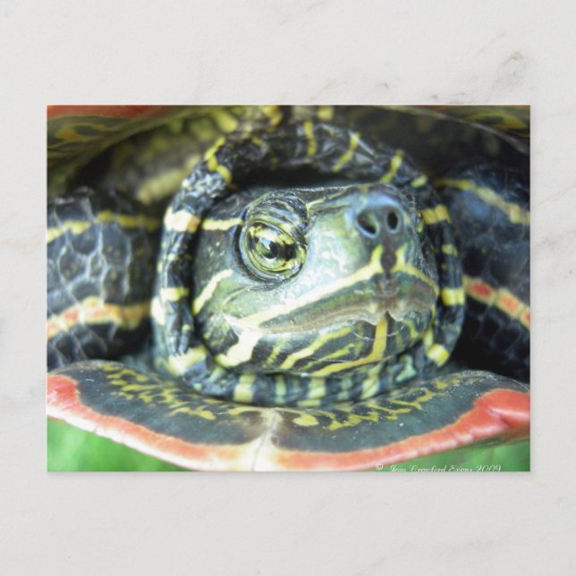 Carte Postale Tortue peinte (Chrysemys picta) 2 (Devant)