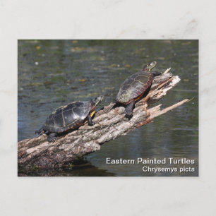 Carte Postale Tortue peinte de l'Est