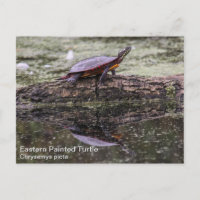 Tortue peinte de l'Est