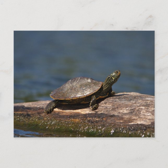Carte Postale Tortue peinte sur un bûcher (Devant)