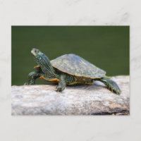 Tortue peinte sur un bûcher