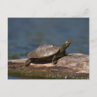Tortue peinte sur une branche