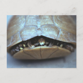 Carte postale Tortue - Photo Vintage