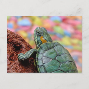 Carte Postale Tortue rouge