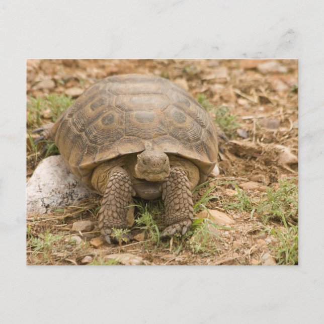 Carte Postale Tortue Sonoran Deset (Devant)