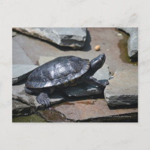 Carte Postale tortue sur les rochers