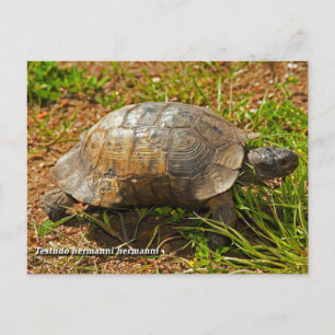 Carte Postale Tortue. Testudo Hermanni Hermanni, Grèce.