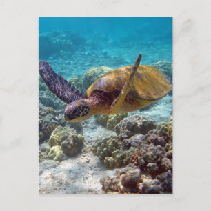 Carte Postale Tortue verte