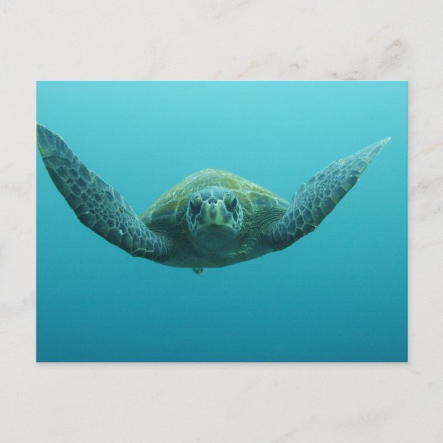 Carte Postale Tortue verte (Chelonia mydas agassisi), Centre (Devant)