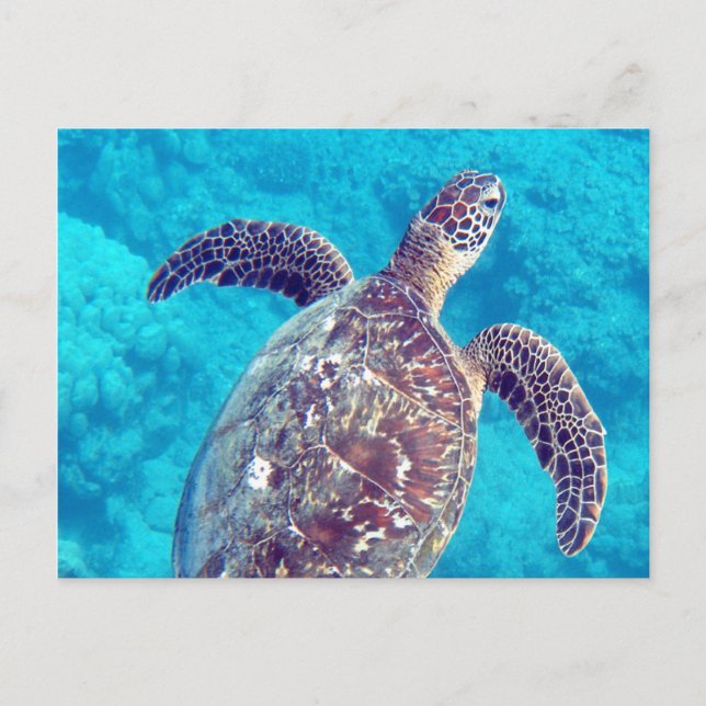 Carte Postale Tortue verte de Hawaii (Devant)