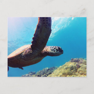Carte Postale Tortue verte de mer d'Hawaï