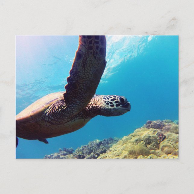 Carte Postale Tortue verte de mer d'Hawaï (Devant)