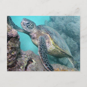 Carte Postale Tortue verte d'Hawaii