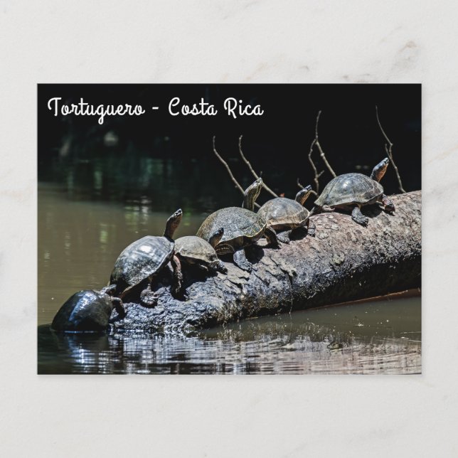 Carte Postale Tortues au Parc national de Tortuguero - Costa Ric (Devant)