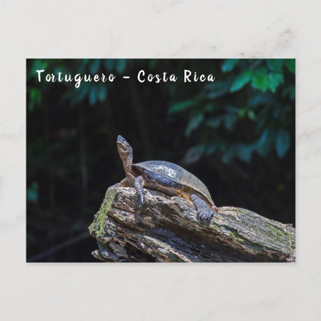 Carte Postale Tortues de rivière bronzer à Tortuguero - Costa Ri (Devant)