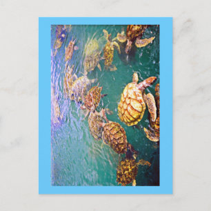 Carte Postale Tortues en jeu