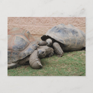Carte Postale tortues géantes