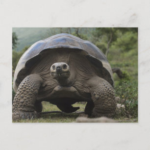 Carte Postale Tortues géantes des Galapagos Geochelone