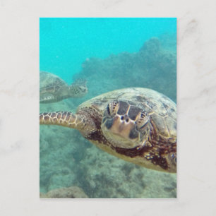 Carte Postale Tortues hawaïennes - Honu