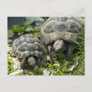 Carte Postale Tortues mignons