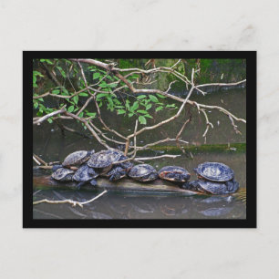 Carte Postale Tortues Pile vers le haut