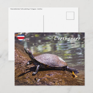 Carte Postale Tortuguero - Tortue à ventre jaune