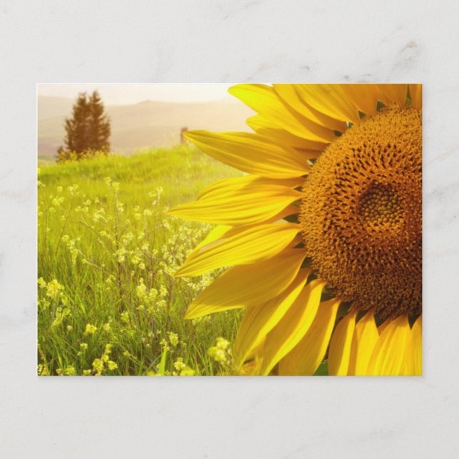 Carte Postale Toscane (Devant)