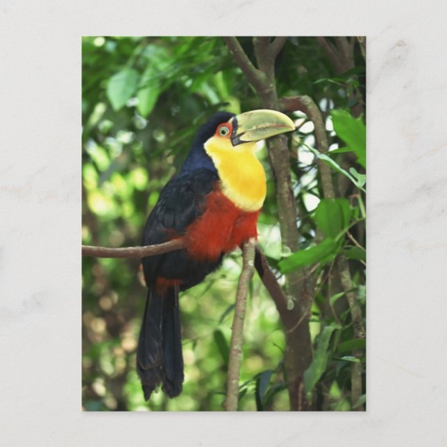 Carte Postale Toucan (Devant)