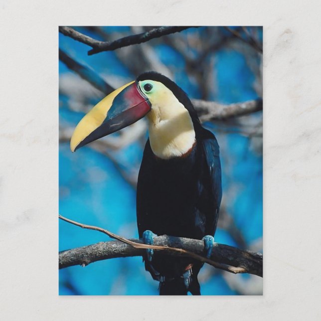 Carte Postale Toucan (Devant)