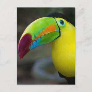 Carte Postale Toucan
